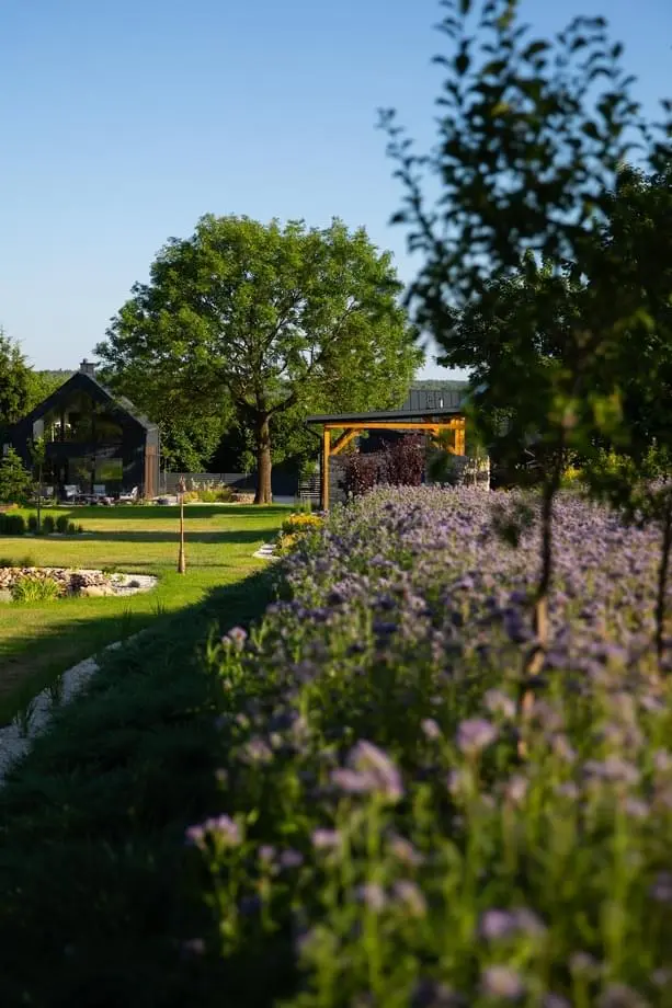 Ogród Siedliska 3 Stodoły - kwitnąca lawenda na pierwszym planie, drewniana pergola i stodoła w słonecznym świetle